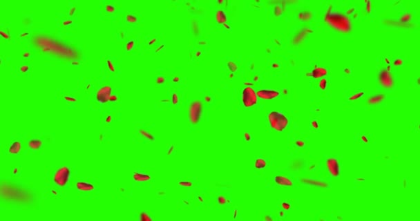 Pétales de rose rouge volant sur la touche chroma, fond d'écran vert, amour et Saint-Valentin — Video