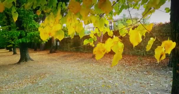Forest trees and colorful yellow autumn leaves at daylight sky with sun flare rays flying through forest on nature — Stock Video
