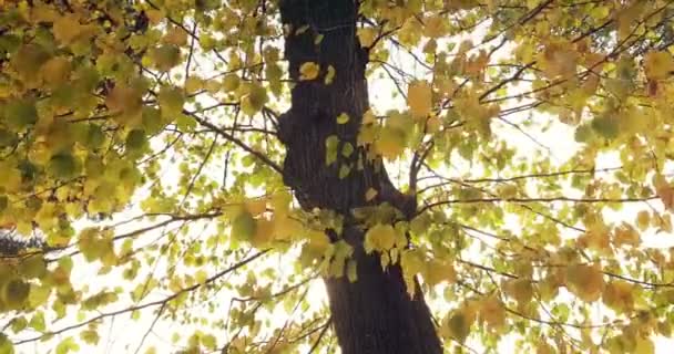 Silueta de árboles forestales y coloridas hojas amarillas y rojas de otoño en el cielo de la luz del día con rayos de sol que vuelan a través del bosque en — Vídeo de stock