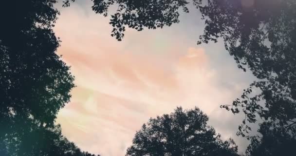 Bosque árboles silueta en el cielo puesta del sol con rayos de sol volando a través del bosque en el fondo de la naturaleza, concepto de la naturaleza — Vídeos de Stock