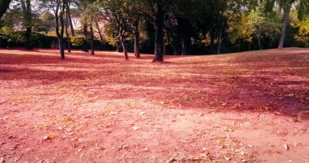 Forest trees and colorful yellow and red autumn leave falling — Stock Video