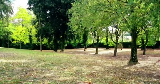 Bos bomen en groene lente zomer bladeren op — Stockvideo