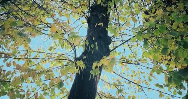 森林树绿色春天夏天树叶在 — 图库视频影像