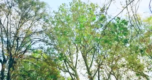 Forest trees green spring summer leaves at — Stock Video