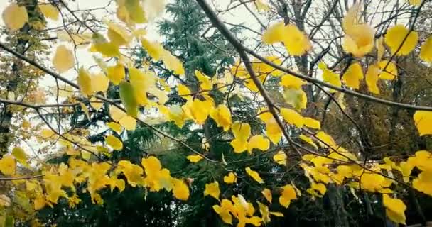 Árboles forestales y colorido otoño amarillo y rojo — Vídeos de Stock