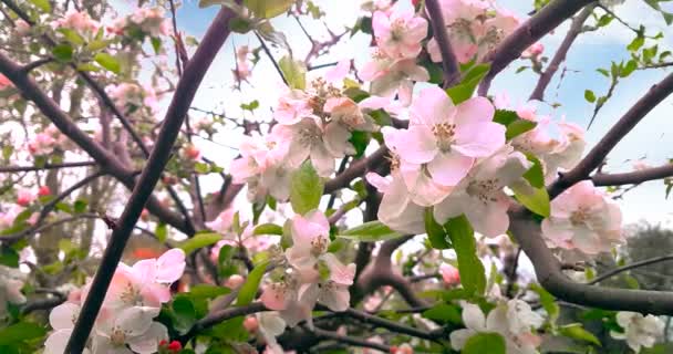 Frühlingsbaum mit rosa Blüten Mandelblüte auf Zweig mit Bewegung bei Wind, am blauen Himmel mit täglichem Licht mit — Stockvideo