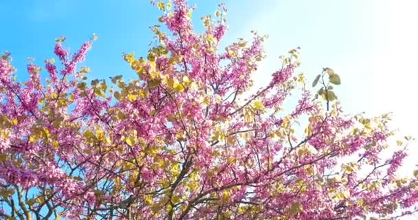 Árbol de primavera con flores rosadas flor de almendra en rama con movimiento al viento, en el cielo azul con luz diaria con — Vídeos de Stock