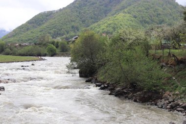 Dağ nehri Teberda 'nın akıntılarına bakan harika bir yaz manzarası. Kafkasya dağlarında, Karachay-Çerkesya, Rusya 'da aydınlık ve sulu bir yaz.