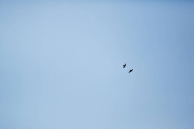 Arka plan mavi gökyüzünde uçan kuşlar ile