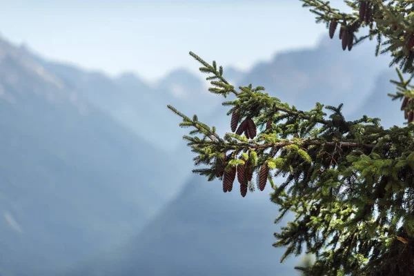 Spruce Branch Cones Blurred Background Mountains — Stock Photo, Image