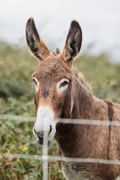 Ezel Kijkt Naar Camera Een Weiland Buurt Van Zee — Stockfoto