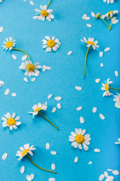 Vista Superior Las Flores Blancas Sobre Fondo Azul — Foto de Stock