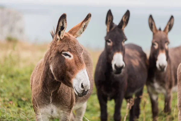 Trois Ânes Sur Une Prairie Près Mer — Photo