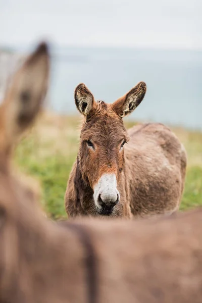 Ezels Grazen Een Weiland Bij Zee — Stockfoto