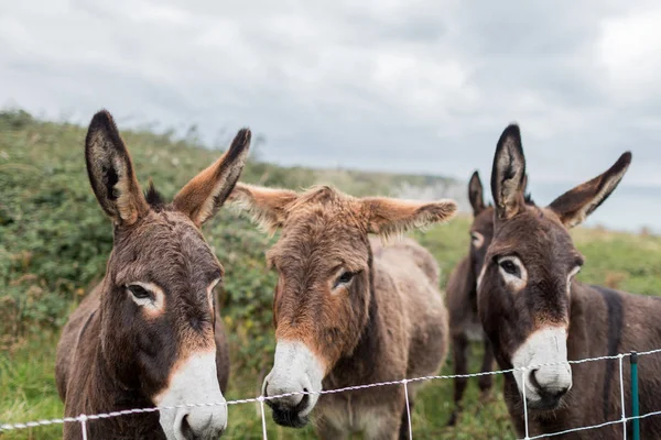 Trois Ânes Regardant Caméra Dans Une Prairie Près Mer — Photo