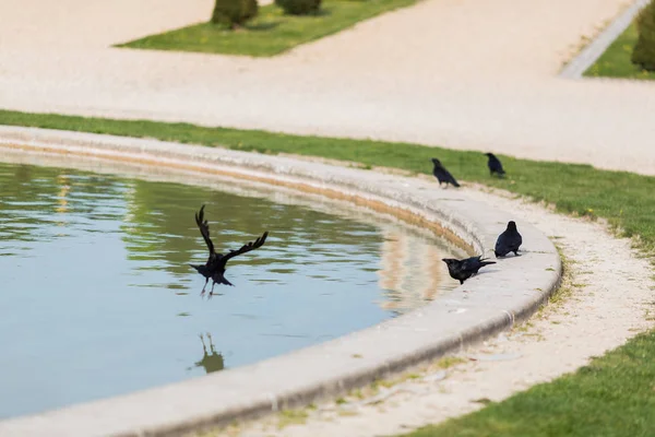 Enten Teich Park lizenzfreie Stockbilder