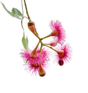 Isolated inflorescence of Corymbia ptychocarpa known as Swamp Bloodwood in Australia clipart