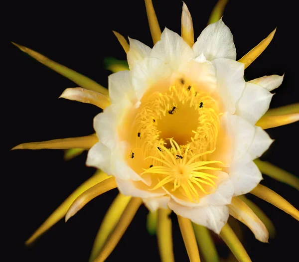 白いドラゴン フルーツ花から花粉を集めるオーストラリアのミツバチ ロイヤリティフリーのストック写真