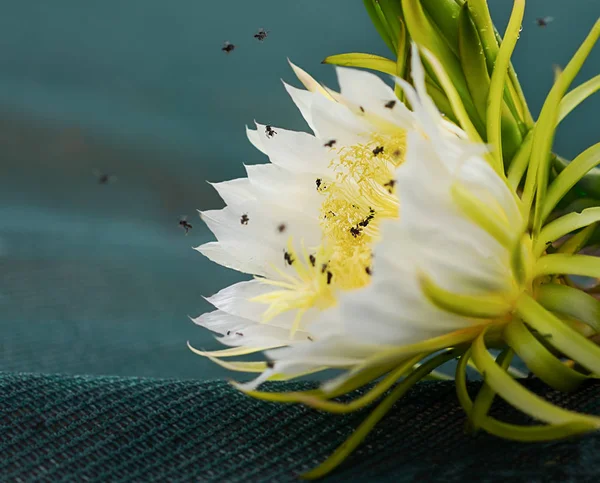 Closeup Flores Brancas Perfumadas Frutas Dragão Polinizadas Por Abelhas Australianas — Fotografia de Stock