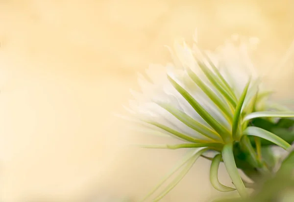 Flor Blanca Sobre Suaves Colores Cálidos Para Plantilla Fondo Tarjeta —  Fotos de Stock