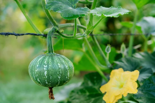 Kent Jap Nebo Japonská Dýně Květina Také Známý Jako Kabocha Stock Fotografie