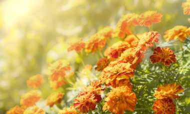 Turuncu ve sarı sonbahar onların zafer Marigolds güzellik ve yükselen güneşin sıcaklığını ile banyo
