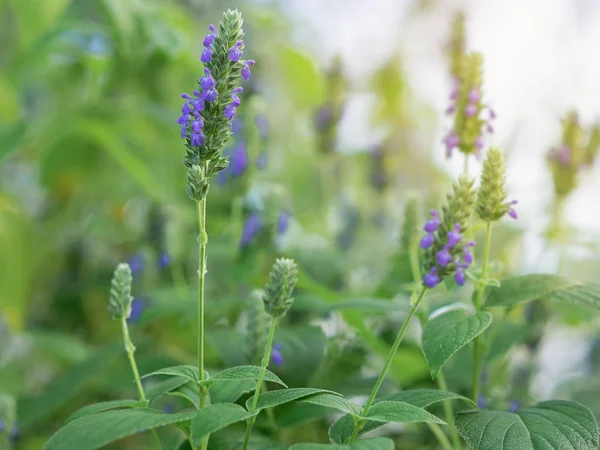 Salvia Hispanica Λουλούδια Γνωστή Chia Υγιεινά Τρόφιμα Φυτό Μωβ Άνθη — Φωτογραφία Αρχείου