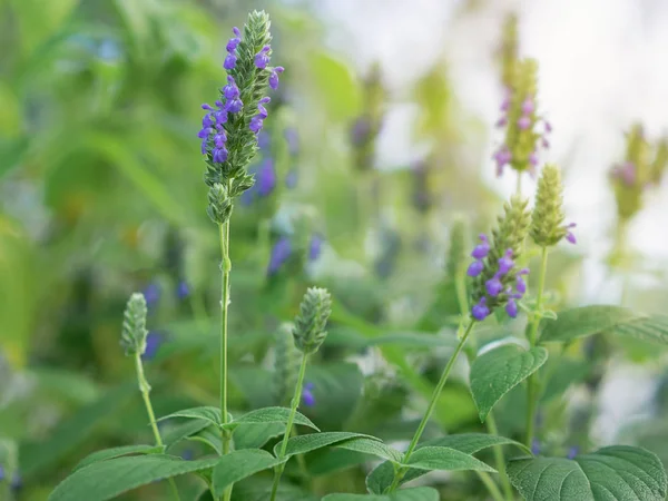被称为 的丹参花 是一种健康的粮食作物 有来自薄荷科的紫色花 在花园里生长的拉米亚科 图库图片