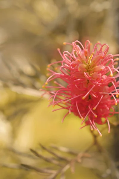 Австралійський Тема Квіткові Привітання Або Співчуття Фон Шаблон Картки Рожевими — стокове фото