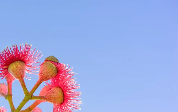 Red Australian gum flowers and blue sky — Stock Photo, Image