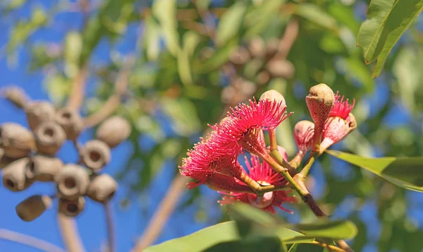 Κόκκινα λουλούδια από την αυστραλιανή βάλτος αίματος Gumtree Εικόνα Αρχείου