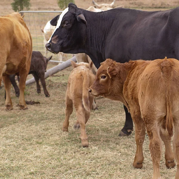 Vaca negra y ternera marrón — Foto de Stock