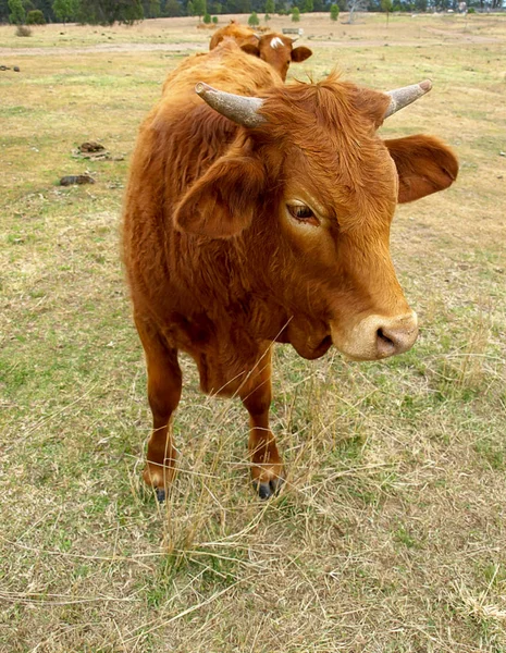 Brun ko med horn — Stockfoto