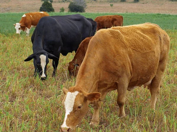 Nötkreatur betar — Stockfoto