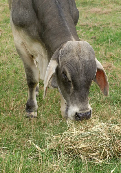 Muž Brahman Brahma nebo zebu býk — Stock fotografie