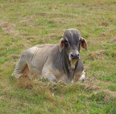 Gri Brahman Boğa