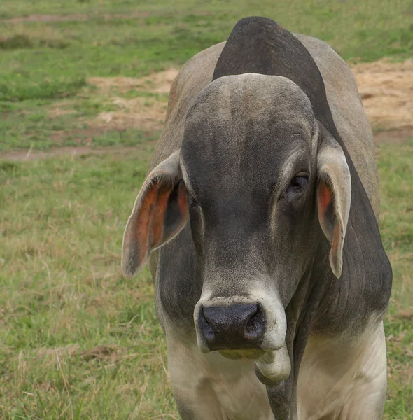 Zebu-Brahman-Bulle aus nächster Nähe — Stockfoto