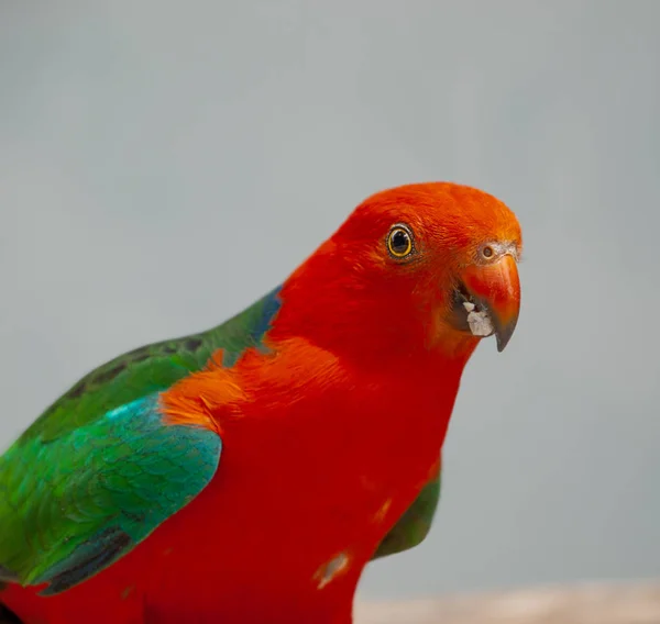 Australischer Königspapagei — Stockfoto