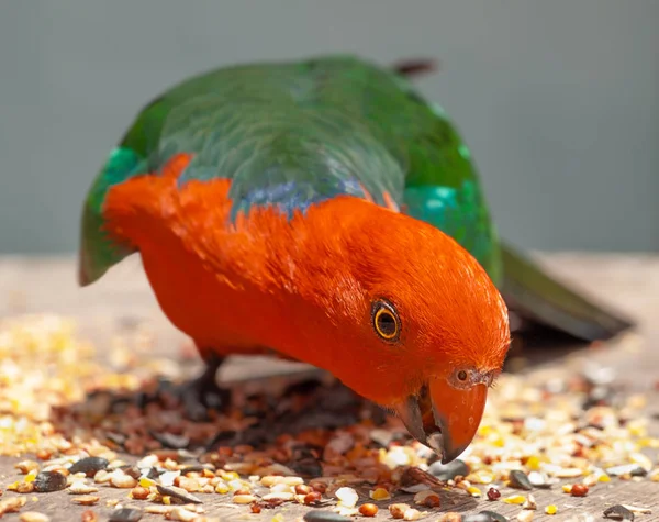 Australischer Königspapagei rot und grün — Stockfoto