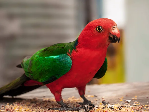 Australischer Königspapagei — Stockfoto