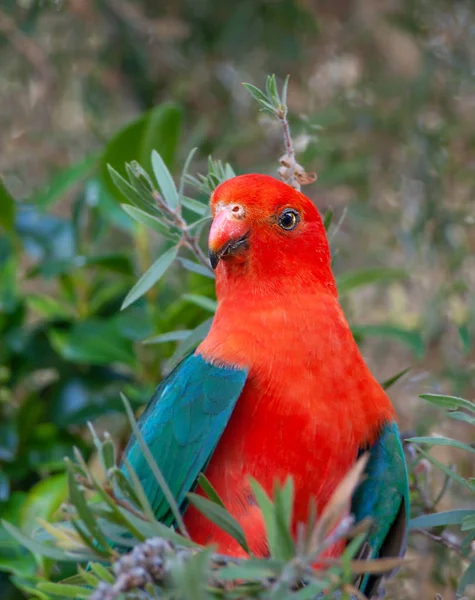 Australischer Papagei — Stockfoto