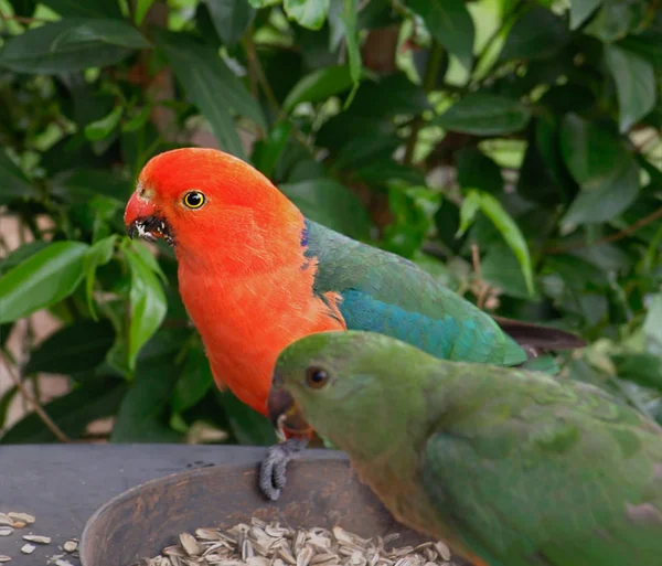 Australianpapukaijat — kuvapankkivalokuva