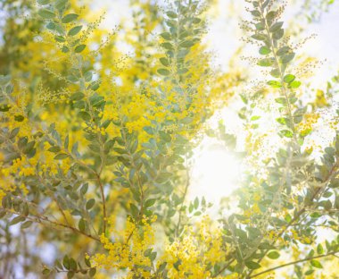 Avustralya'da sabah ın erken saatlerinde wattle arka plan