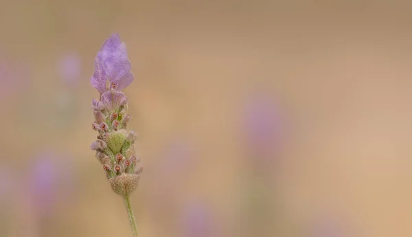 Lavendel blomma med lugn bakgrund — Stockfoto