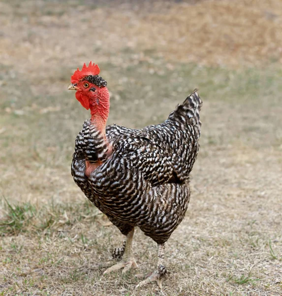 Çıplak boyun tavuk — Stok fotoğraf