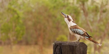 Australian Kookaburra Laughing Jackass clipart