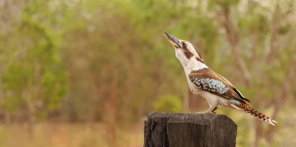 Australan Kookaburra Smějící se blbec Stock Snímky