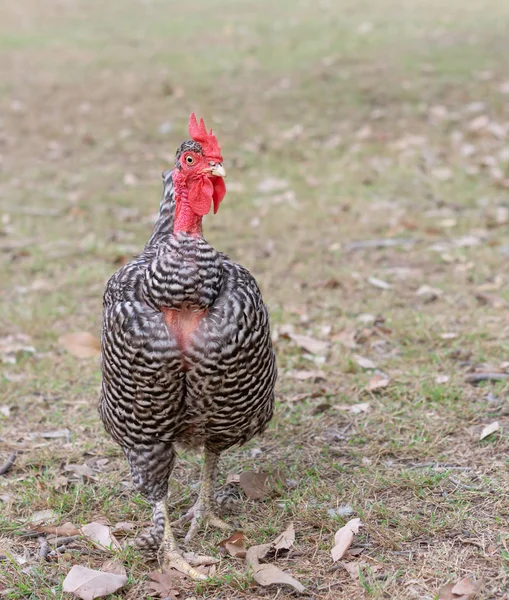 Nudo collo gallina — Foto Stock