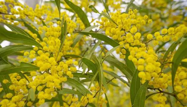 Australian Zig Zag Wattle Acacia Macradenia Com Cachos Globulares Amarelos — Fotografia de Stock