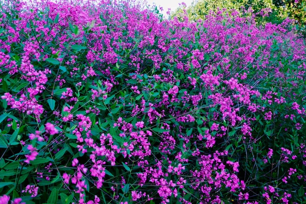 Seluruh bidang bunga ungu kecil dengan daun hijau. Latar belakang musim panas — Stok Foto